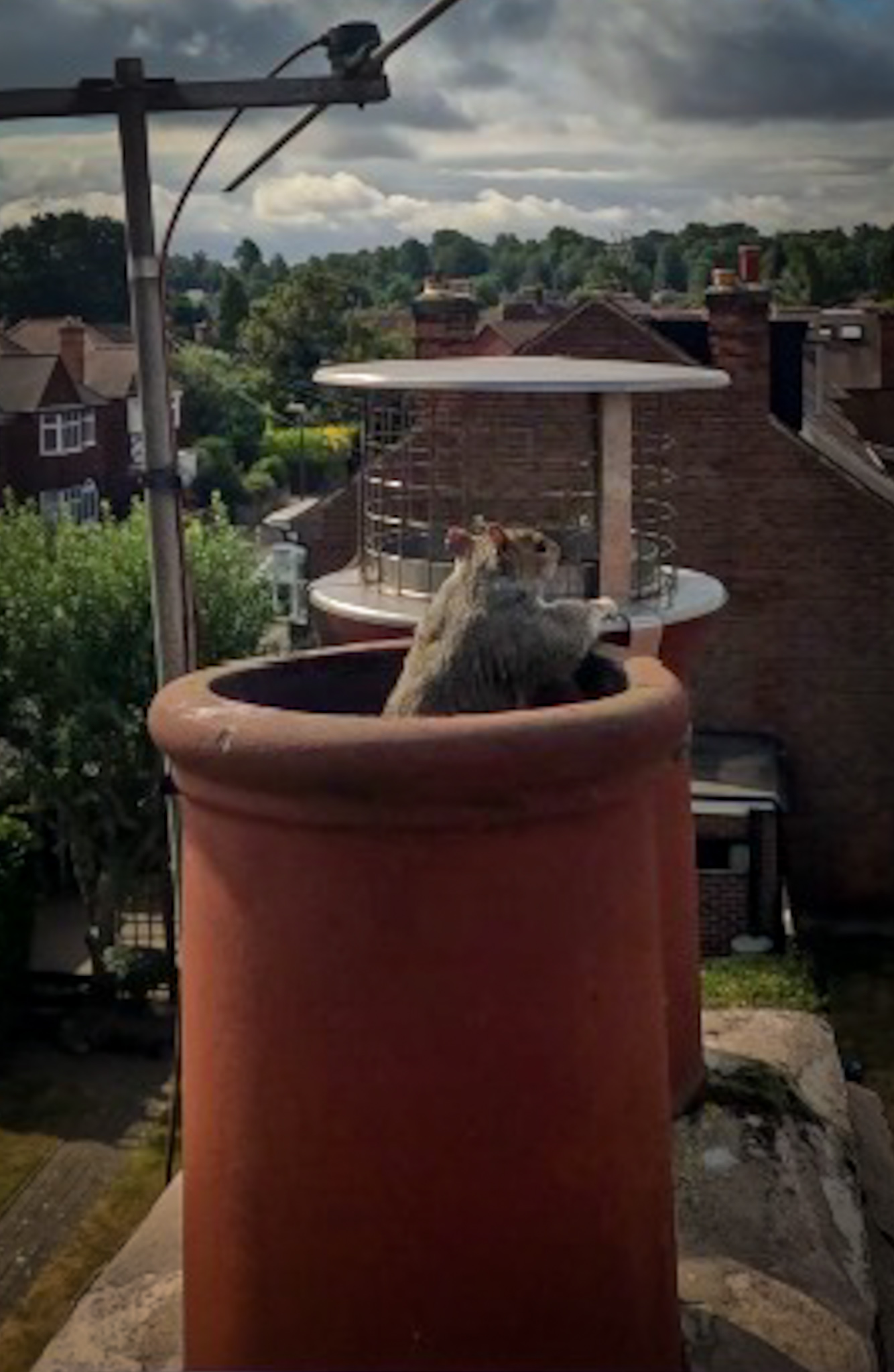 Squirrels, Chimneys and a Half Marathon – Another Week With Dan the Cherry Picker Man